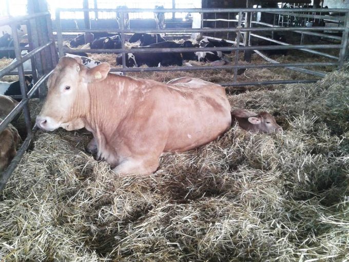 Vache