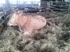Vache