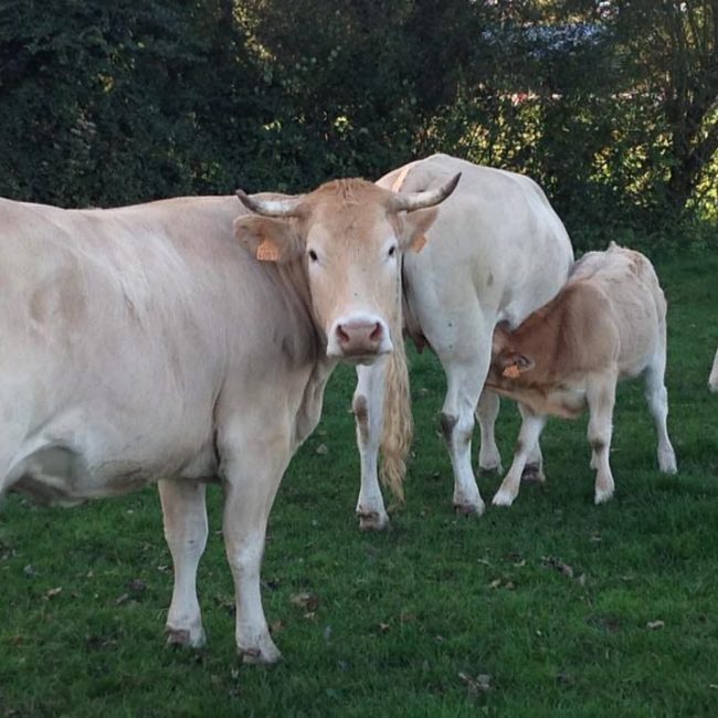 La Ferme de Sous la Ville