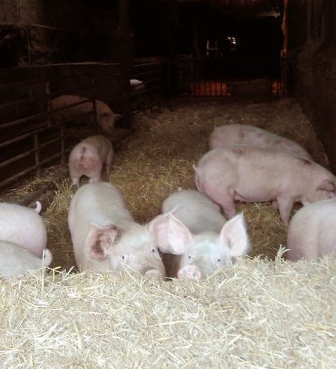 Cochons élevés sur paille