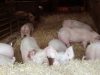 Cochons élevés sur paille