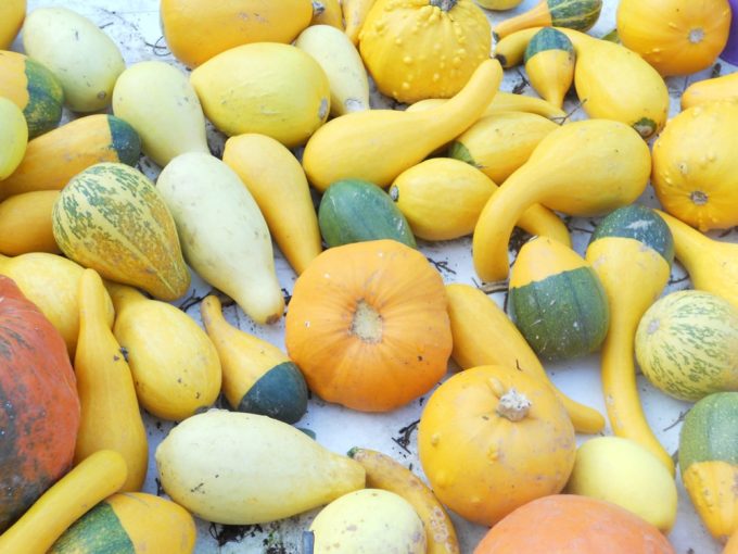 Courges et légumes en pagaille