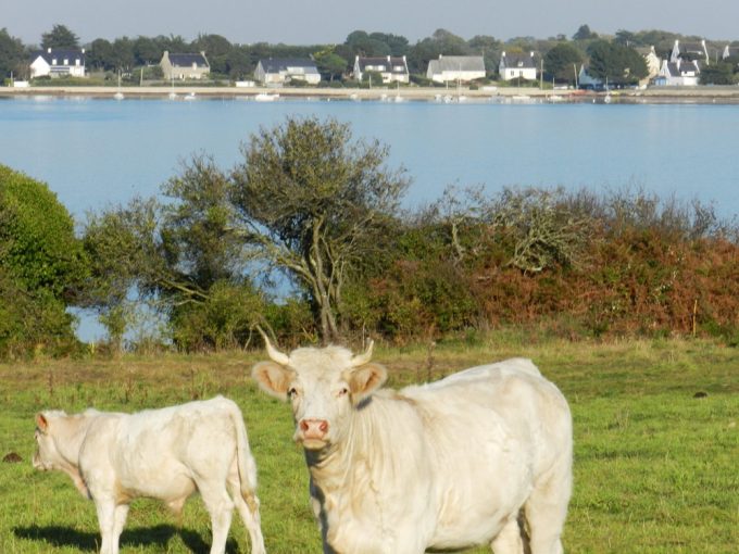 Vaches Charolaises, vue sur le Golfe du Morbihan