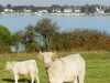 Vaches Charolaises, vue sur le Golfe du Morbihan