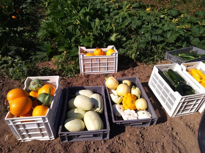 Légumes, oeufs et viande