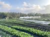 La Ferme à Tonton - plein champ