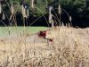 La Ferme de Trevero - récolte de céréales
