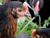 La Ferme de Trevero - poules bio