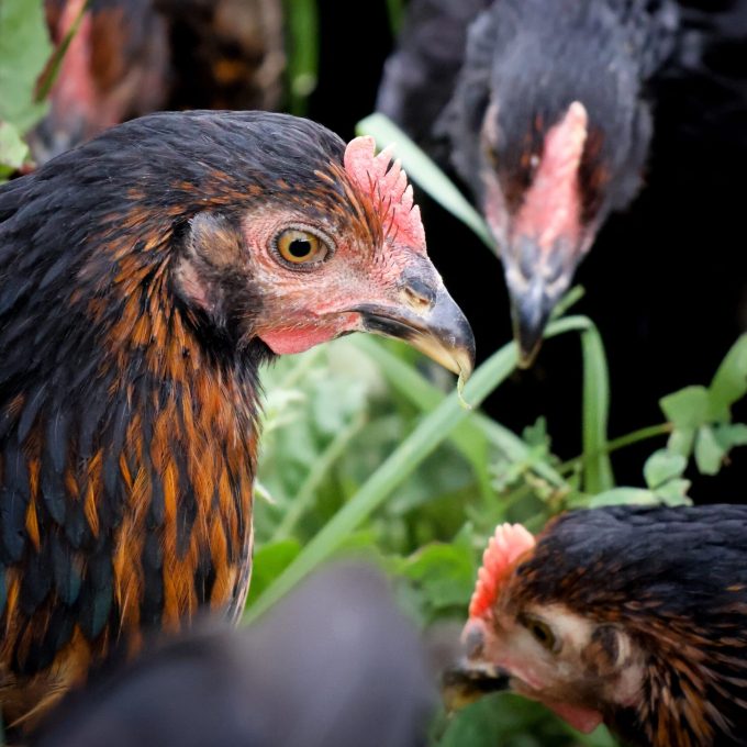La Ferme de Trevero - poules bio