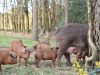 La Ferme de Trevero - porcs 
