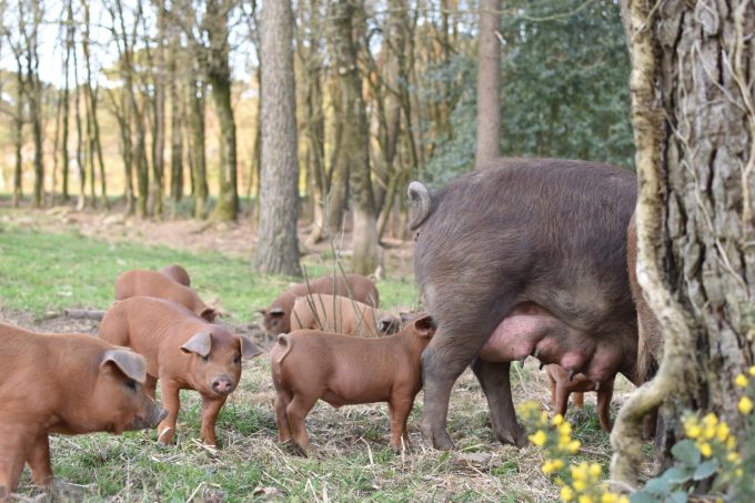 La Ferme de Trevero - porcs 
