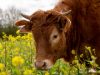 La Ferme de Trevero - le boeuf dans les fleurs