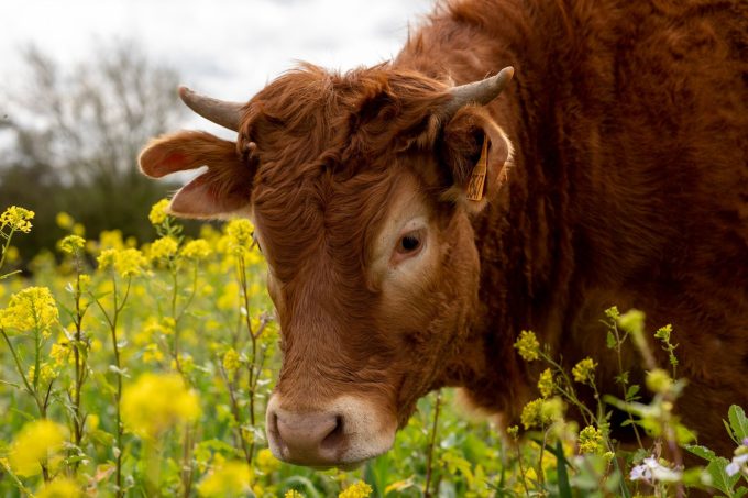 La Ferme de Trevero - le boeuf dans les fleurs