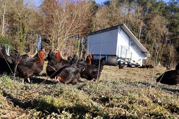 La Ferme de Trevero - poules libres