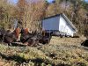 La Ferme de Trevero - poules libres