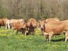 La Ferme de Vélobert