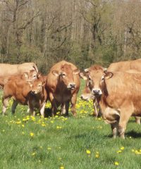 La Ferme de Vélobert