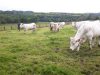 La Ferme de la Ville es Avoleux - au pré