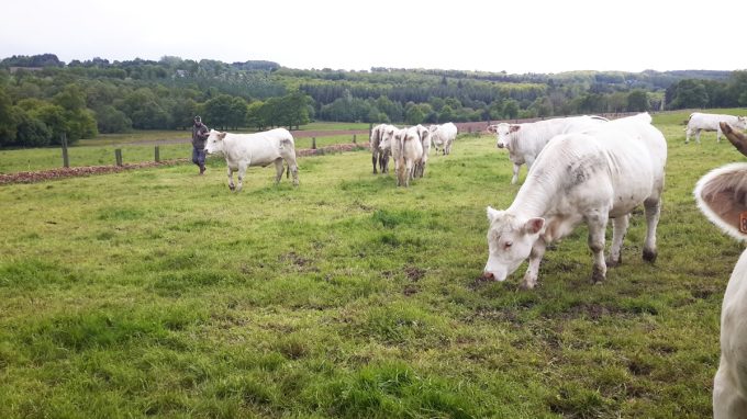 La Ferme de la Ville es Avoleux - au pré