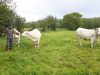 La Ferme de la Ville es Avoleux - troupeau à l'herbe