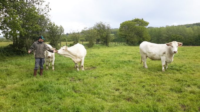 La Ferme de la Ville es Avoleux - troupeau à l'herbe