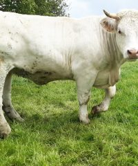 La Ferme de la Ville es Avoleux