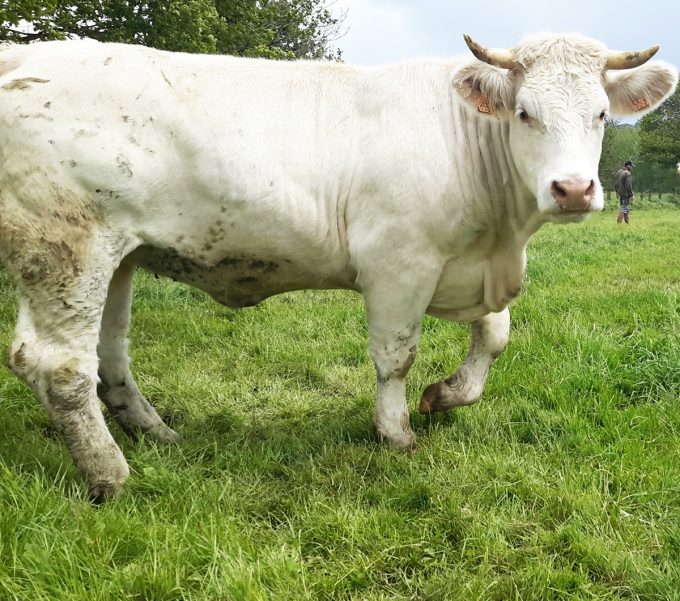 La Ferme de la Ville es Avoleux