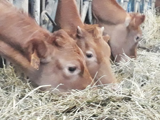 Ferme du Wern - nourriture herbe et foin