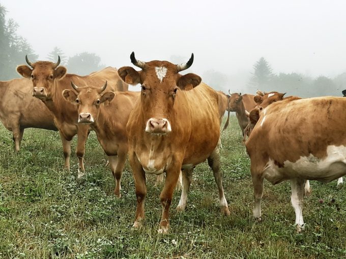 Ferme du Wern - troupeau au champ