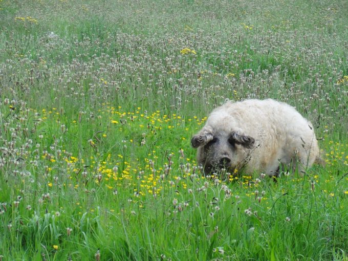 Ferme du Troglo - porc Mangalitza