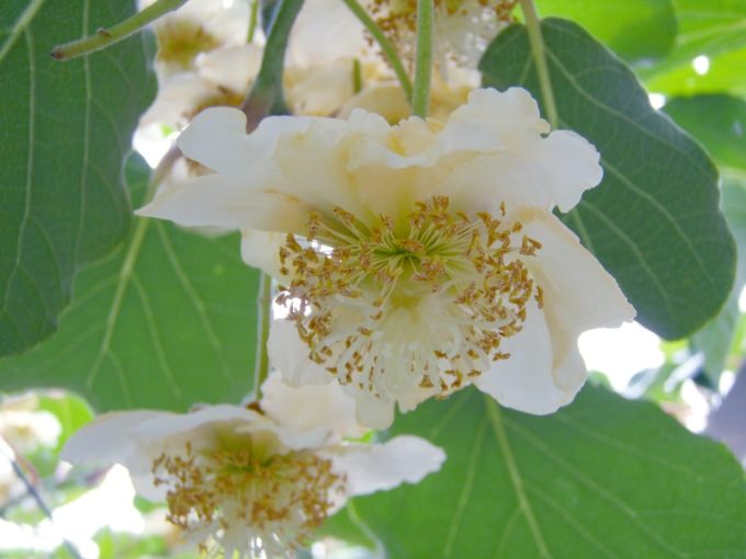 Fleur femelle de Kiwi