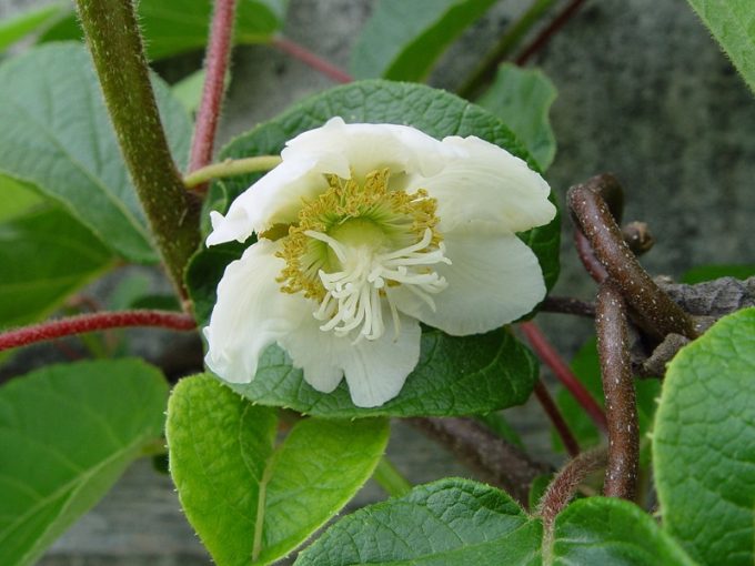 Fleur mâle de Kiwi