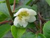 Fleur mâle de Kiwi