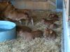 Nourries au foin / herbe