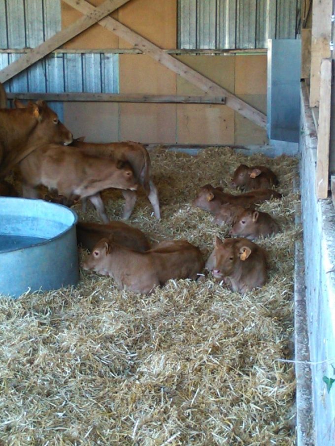 Nourries au foin / herbe