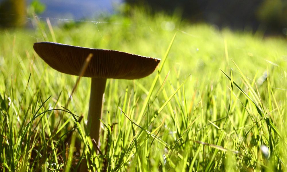 La forêt-jardin : Qu&rsquo;est-ce que c&rsquo;est ? Comment en faire une chez soi ?