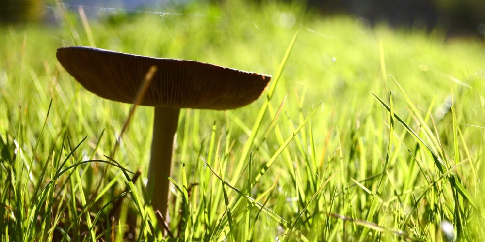 La forêt-jardin : Qu&rsquo;est-ce que c&rsquo;est ? Comment en faire une chez soi ?