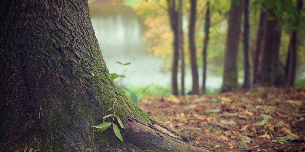 Une formation pour identifier les arbres : Présentation et Avis