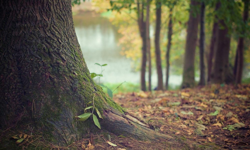 Une formation pour identifier les arbres : Présentation et Avis