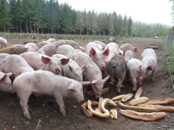 Cochons nourris avec de l'aliment bio et de pain / épluchures de légumes 