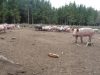 Cochons élevés en plein air 