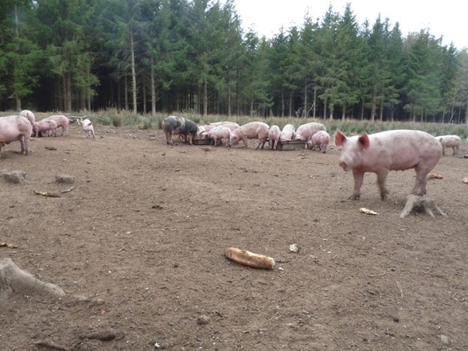 Cochons élevés en plein air 