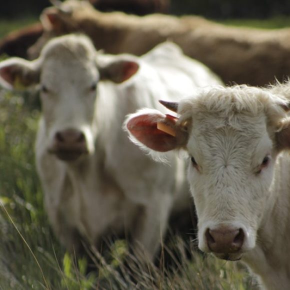 Producteurs locaux - Finistère