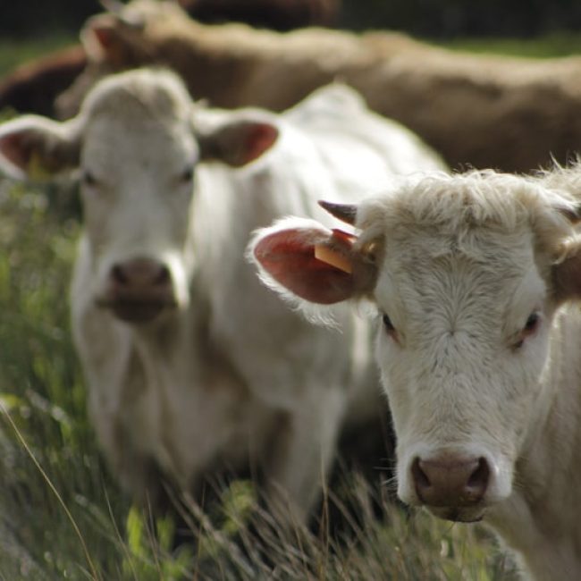 De la Fourche à la Fourchette