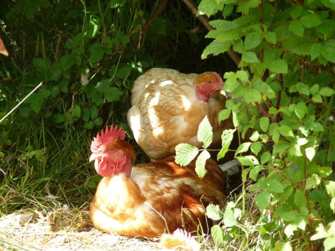 Poulet au grand air