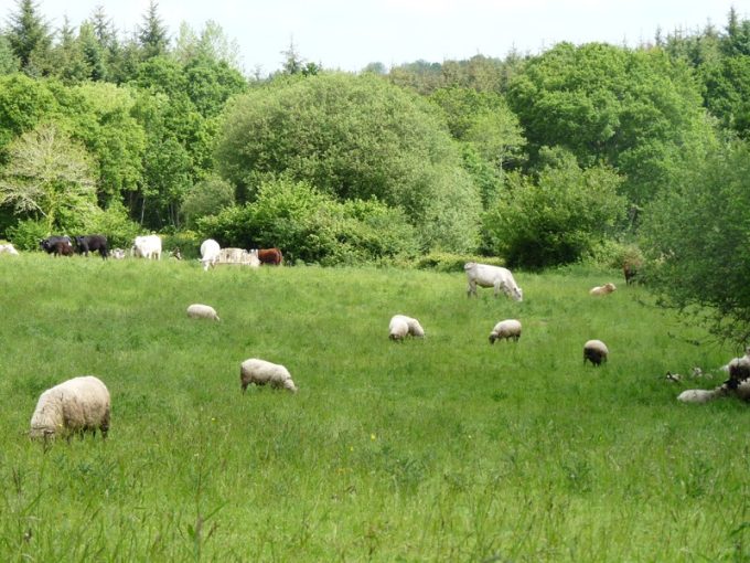 Vie au grand air pour les troupeaux