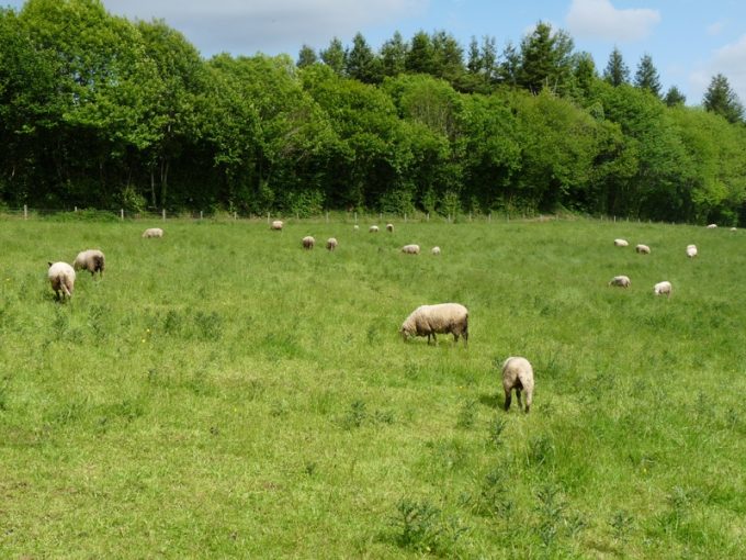 Moutons, agneaux, bœufs... en extérieur !