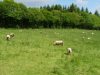 Moutons, agneaux, bœufs... en extérieur !