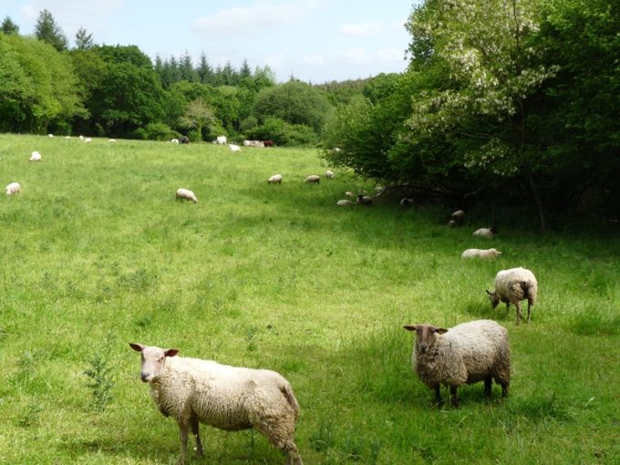 Troupeaux en plein air