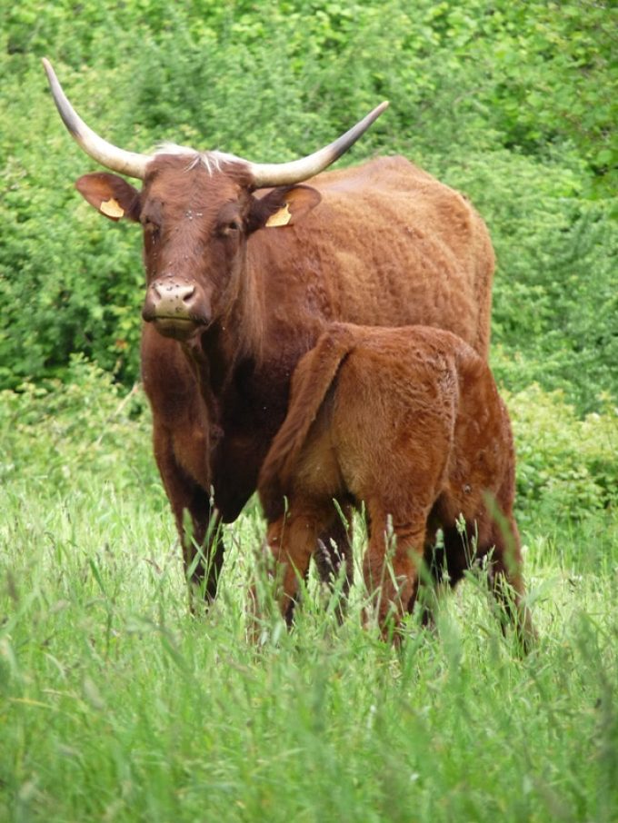 Vache Salers